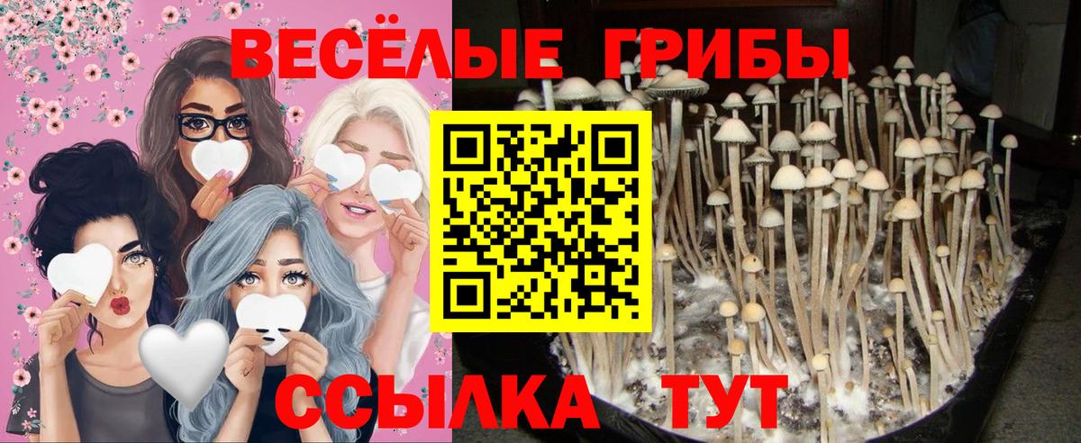 купить наркотики цена  Псилоцибиновые грибы мухоморы  Вход с VPN  Азнакаево 